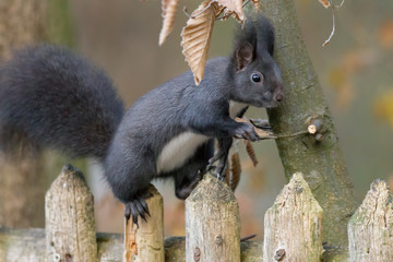 European brown squirrel in winter coat on a branch in the forest
