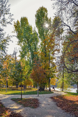 Fototapeta na wymiar Colorful trees in autumn X, Prague, Czech Republic