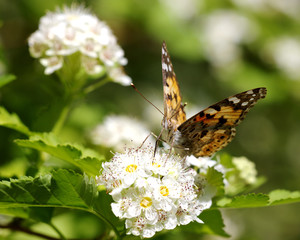 Butterfly (Araschnia levana) on plum blossoms flowers, selective focus