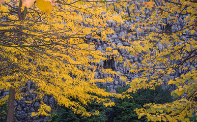 Colorful trees in autumn XIII, Prague, Czech Republic