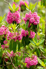 Sheep-laurel blooming in North America .Close-up of pink kalmia angustifolia