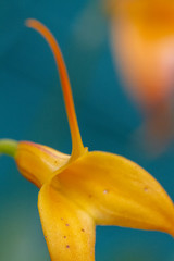 Orchidee - Masdevallia davisii