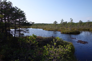 Nature protected area with wild bog in Estonia during summer