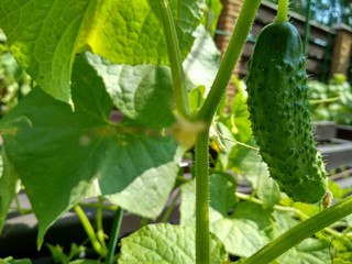 Cucumbers growing in a garden. Harvesting cucumbers.