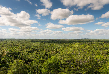 Fototapeta na wymiar A view of the sky and jungle from the top of the High Temple at Lamanai Archaeological site.