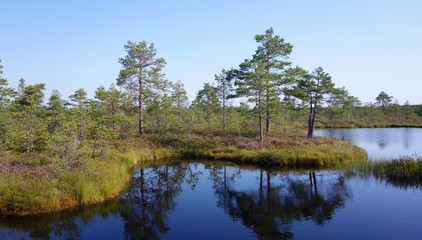 Nature protected area with wild bog in Estonia during summer