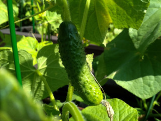 Cucumbers growing in a garden. Harvesting cucumbers.