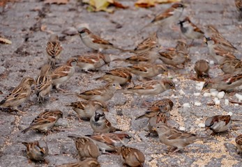 Spatzen picken krümel in Park