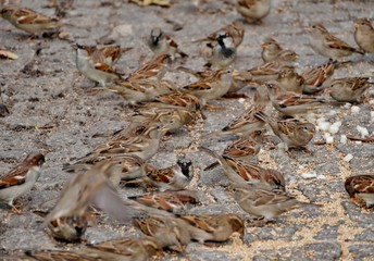 Spatzen picken Krümel