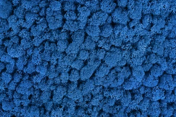 Pantone klassische blaue dekorative Moosstruktur. Wand aus Mooshintergrund. © Dmytro