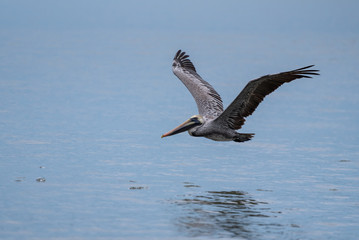 Fototapeta na wymiar Wild Brown Pelican bird flying over the sea.