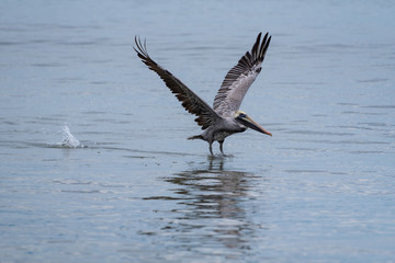 Fototapeta na wymiar Wild Brown Pelican bird flying over the sea.