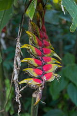 Heliconia flower in the forest, Paraty, Brazil, South America