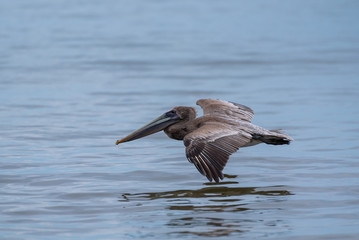 Wild Brown Pelican bird flying over the sea.