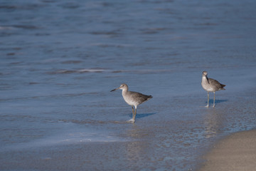 Two Common Sandpipers wading in the sea.