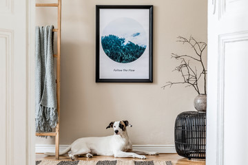 Interior design of living room with black rattan pouf, vase with flowers, wooden ladder, plaid and elegant accessories. Stylish home staging. Template. Mock up poster frame. Dog lying on the floor. - obrazy, fototapety, plakaty