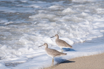 Two Common Sandpipers wading in the sea.