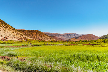 Fototapeta na wymiar Traditional agriculture in the high Aït Bouguemez valley in Morocco