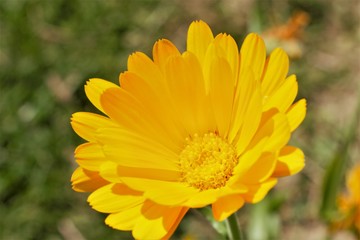yellow flower in the garden