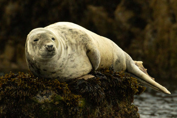 Grey Seal pup relaxes on rocks on the Farne Islands, Northumberland
