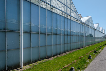 Fototapeta premium Perspective view of a commercial glass greenhouse in Westland in the Netherlands