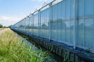 Perspective view of a commercial glass greenhouse in Westland in the Netherlands