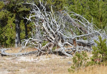 branches