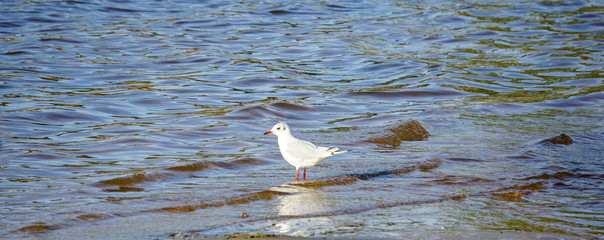 Petite mouette Landes France