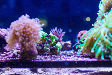 Colourful corals and Sea anemones