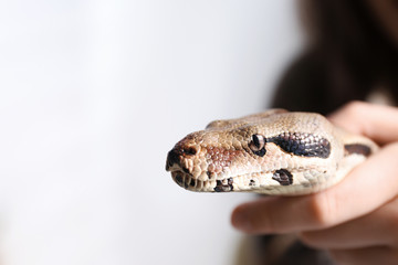 Woman with her boa constrictor at home, closeup. Exotic pet