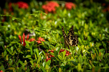 Piękny egzotyczny motyl © Anna Granat