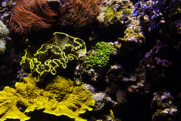 Colorful coral reef with tropical fishes