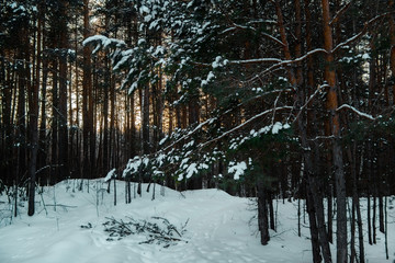Winter forest