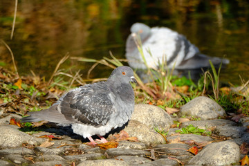 pigeon on grass