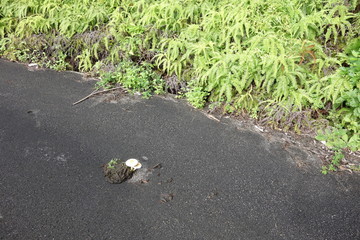 Pilz wächst aus Kuhfladen auf der Straße