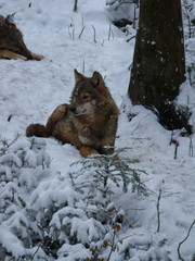 Wolves Playing and running In Snow, winter time
