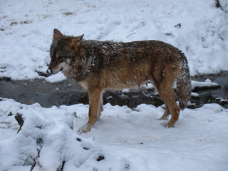 Wolves Playing and running In Snow, winter time