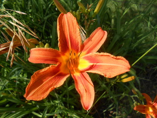 Orange lily