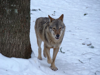 Wolves Playing and running In Snow, winter time