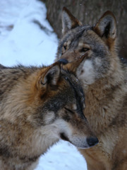 Obraz premium Wolves Playing and running In Snow, winter time