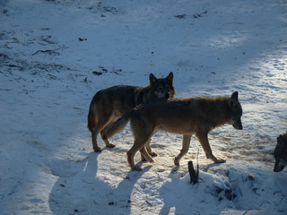 Wolves Playing and running In Snow, winter time