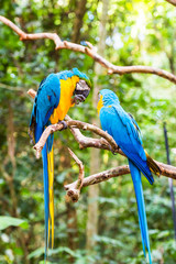 Blue yellow parrot-ara, Brasil Foz do Iguazu. With selective focus. Vertical