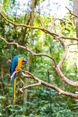 Blue yellow parrot-ara, Brasil Foz do Iguazu. With selective focus. Vertical