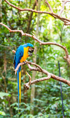 Blue yellow parrot-ara, Brasil Foz do Iguazu. With selective focus. Vertical