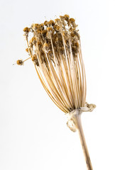 smi di allium dissecato su fondo bianco