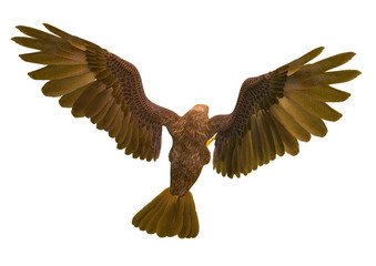 deepsea eagle attacking on white background top rear view