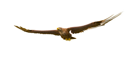 deepsea eagle floating on white background