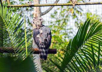 Harpy eagle sitting on a branch, Brasil Foz do Iguazu. With selective focus.