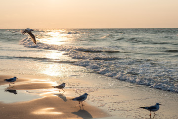 Sunset on the baltic sea with seagulls. Summer time. Golden hour
