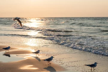 Fototapete Sunset on the baltic sea with seagulls. Summer time. Golden hour © Andrzej Wilusz